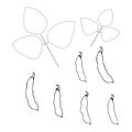 Soy plant sketch. Art design element monochrome stock vector illustration for product design